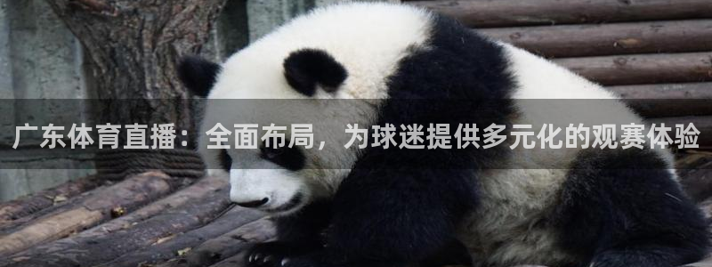 广东体育直播：全面布局，为球迷提供多元化的观赛体验