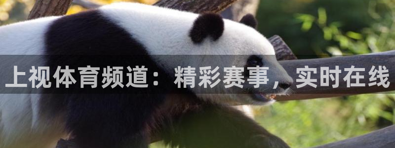 上视体育频道：精彩赛事，实时在线