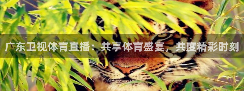 广东卫视体育直播：共享体育盛宴，共度精彩时刻