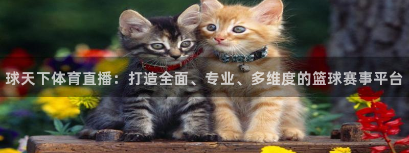 球天下体育直播：打造全面、专业、多维度的篮球赛事平台